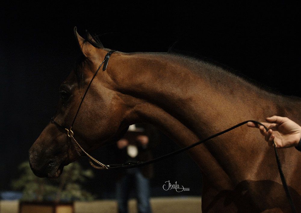 NIGAS DE NAUTIAC - Arabian 2007 by NUREK DE NAUTIAC