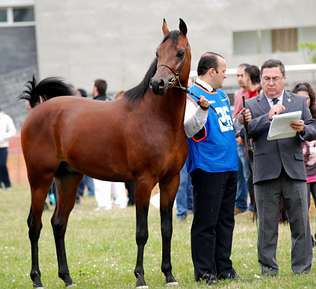 NIGAS DE NAUTIAC - Arabian 2007 by NUREK DE NAUTIAC