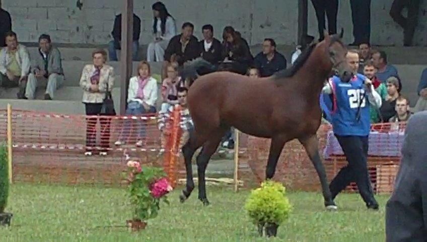 NIGAS DE NAUTIAC - Arabian 2007 by NUREK DE NAUTIAC