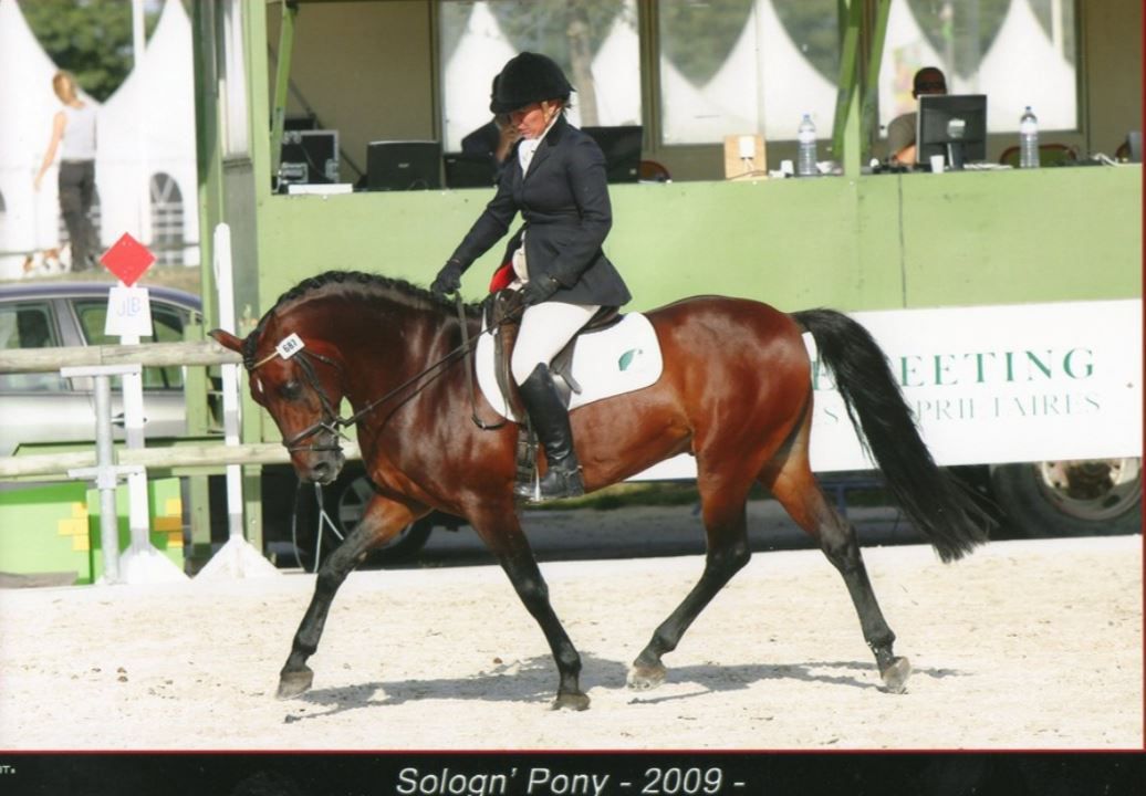 HALTO PEARL - New Forest 1995 by WILLOWWAY PIPER'S BAY (GBR)