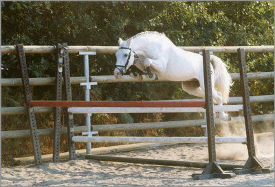 IVOIRE DE CIVRY - New Forest 1996 by PERAC DES ETANGS