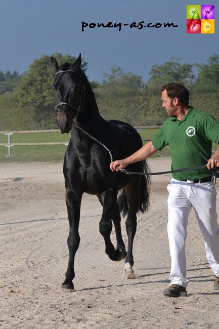 JOYSTICK DES MARRONNIERS (BEL) - New Forest 2012 by MIKEL (NLD)