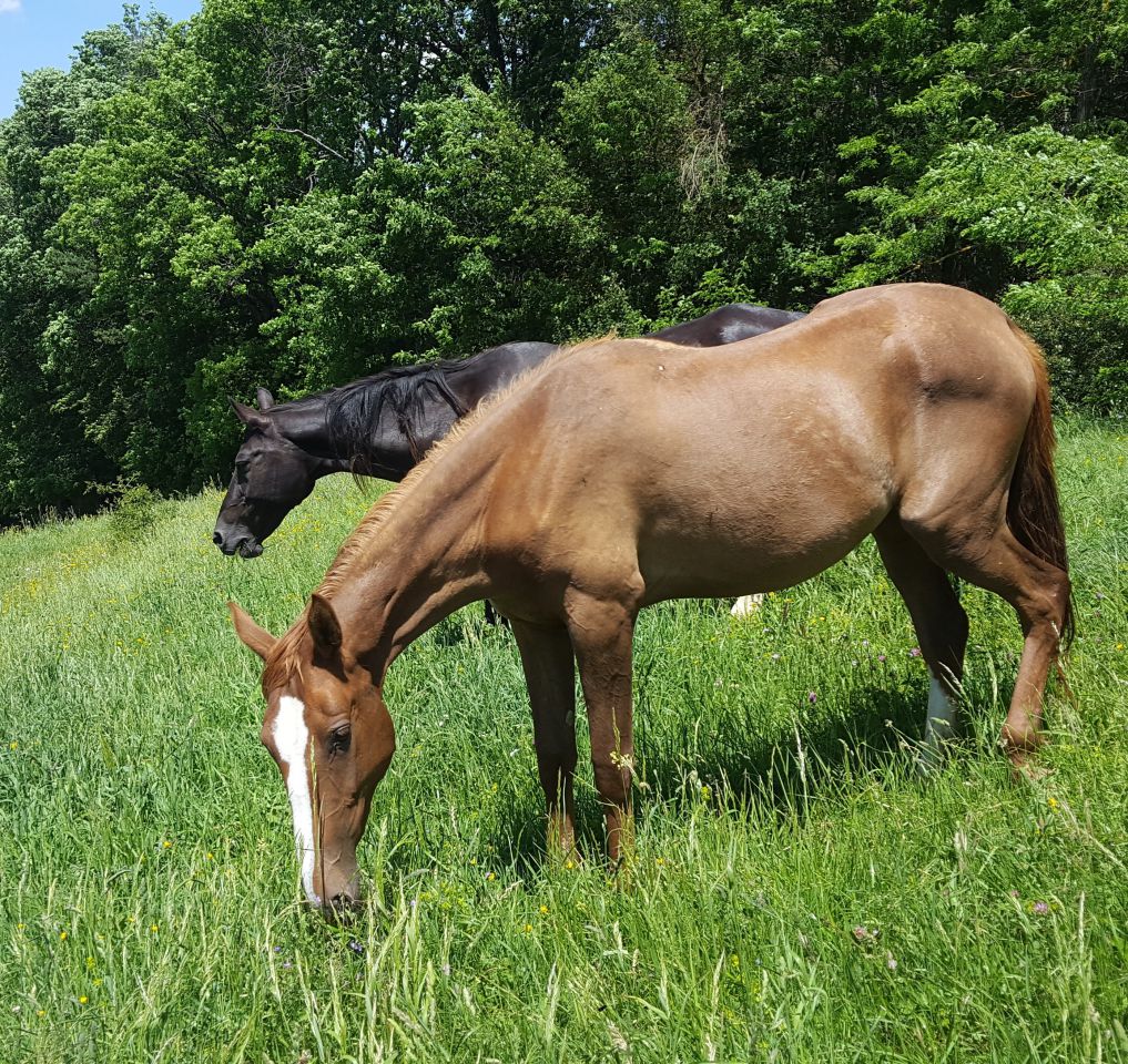 Mare Akhal Teke For sale 2017 Chesnut