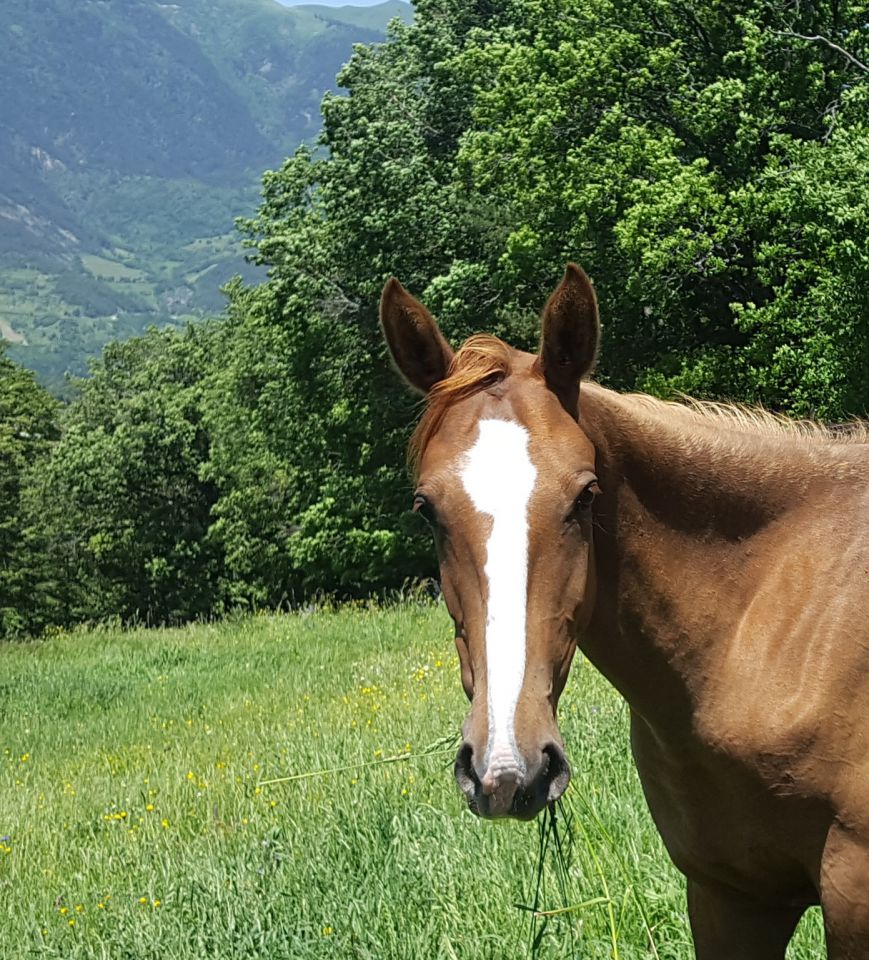 Mare Akhal Teke For sale 2017 Chesnut