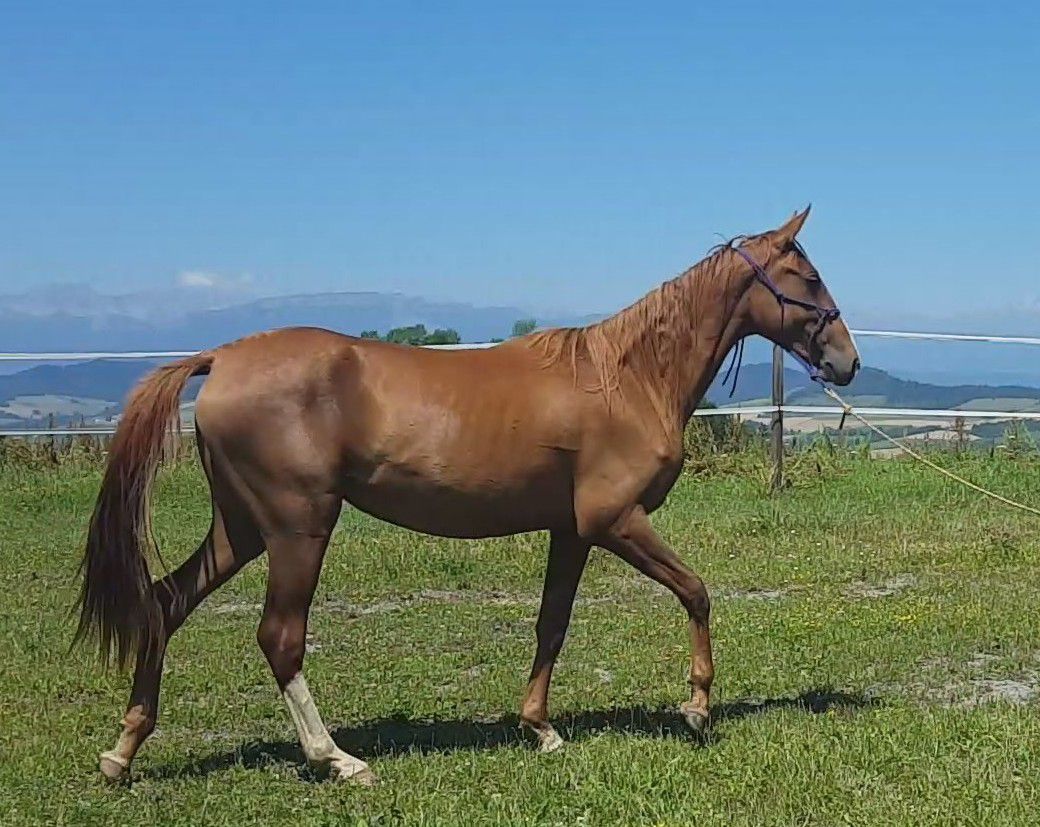 Mare Akhal Teke For sale 2017 Chesnut