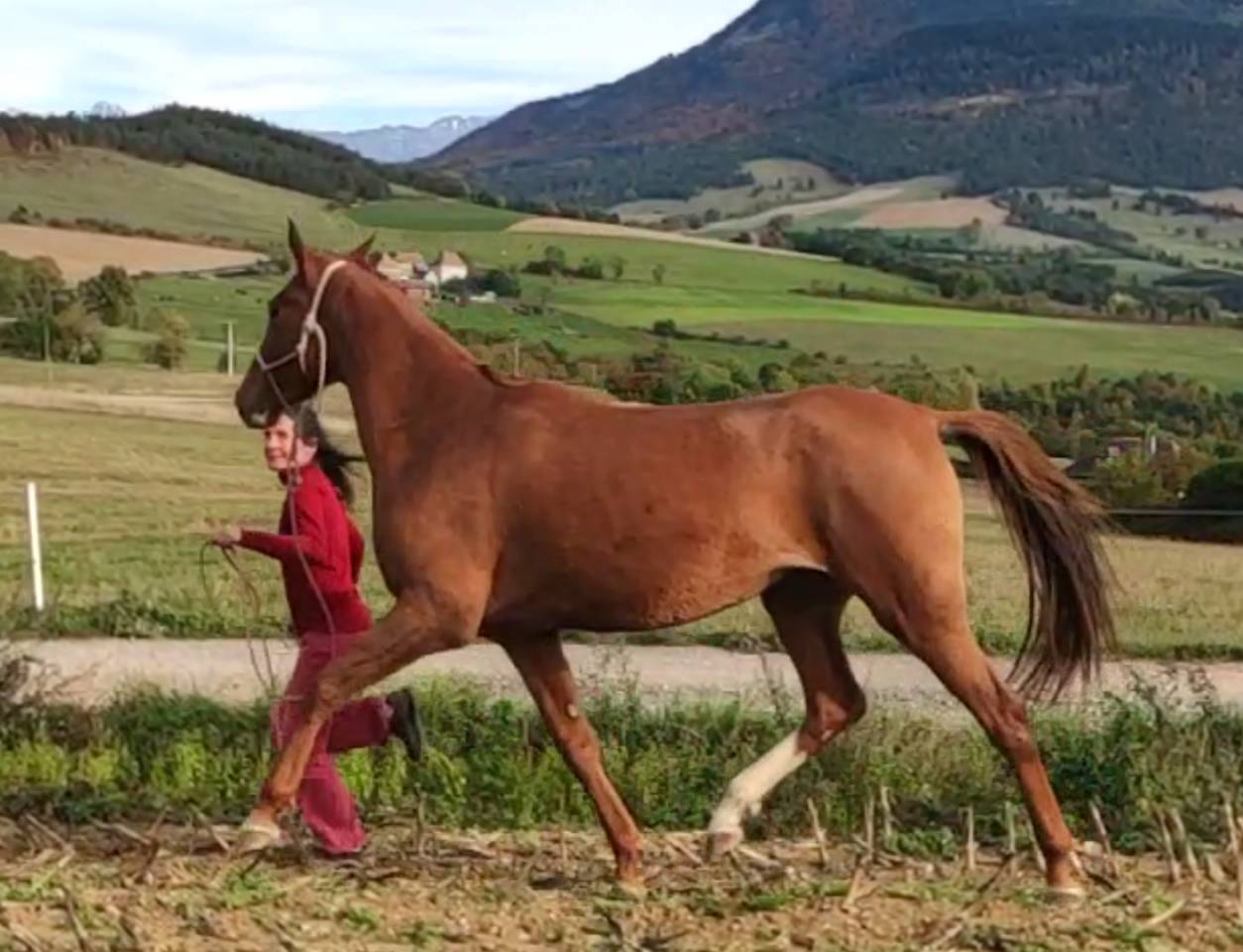 Mare Akhal Teke For sale 2017 Chesnut