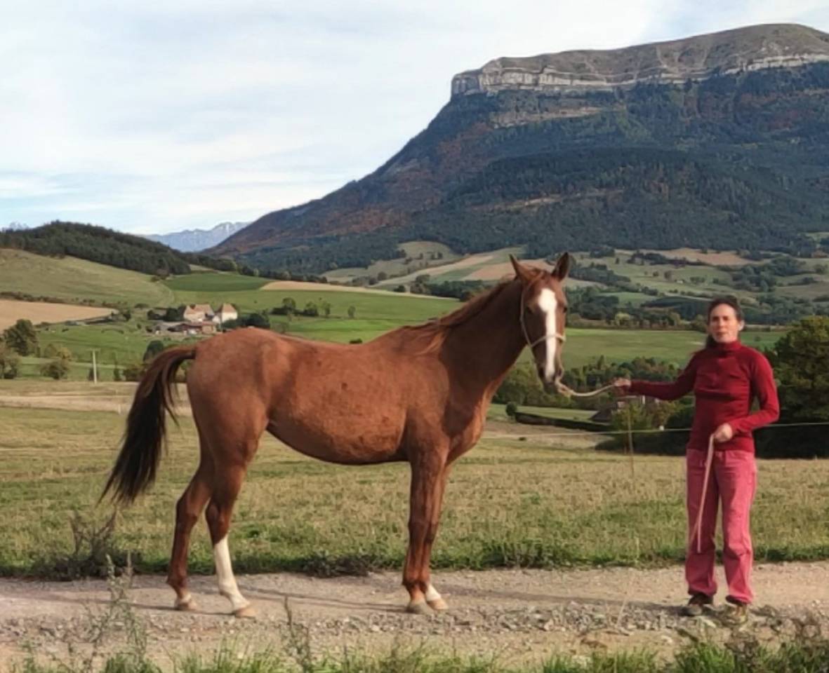Mare Akhal Teke For sale 2017 Chesnut