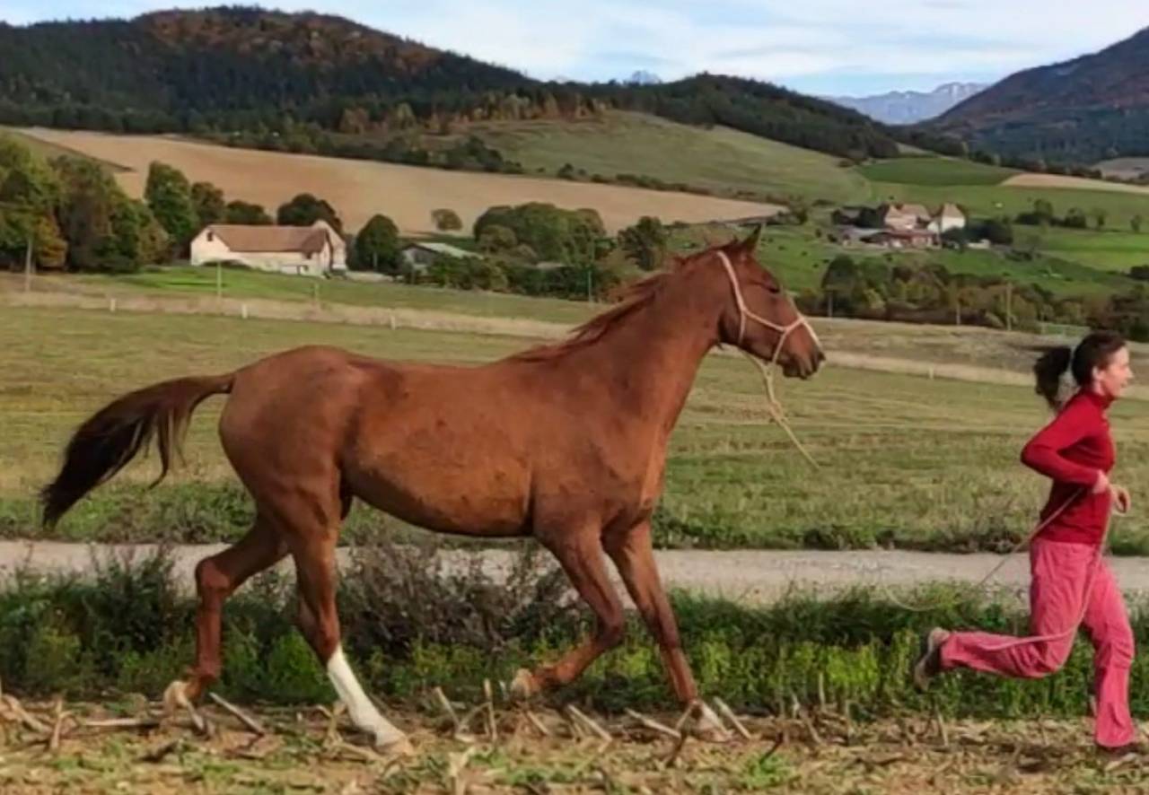 Mare Akhal Teke For sale 2017 Chesnut