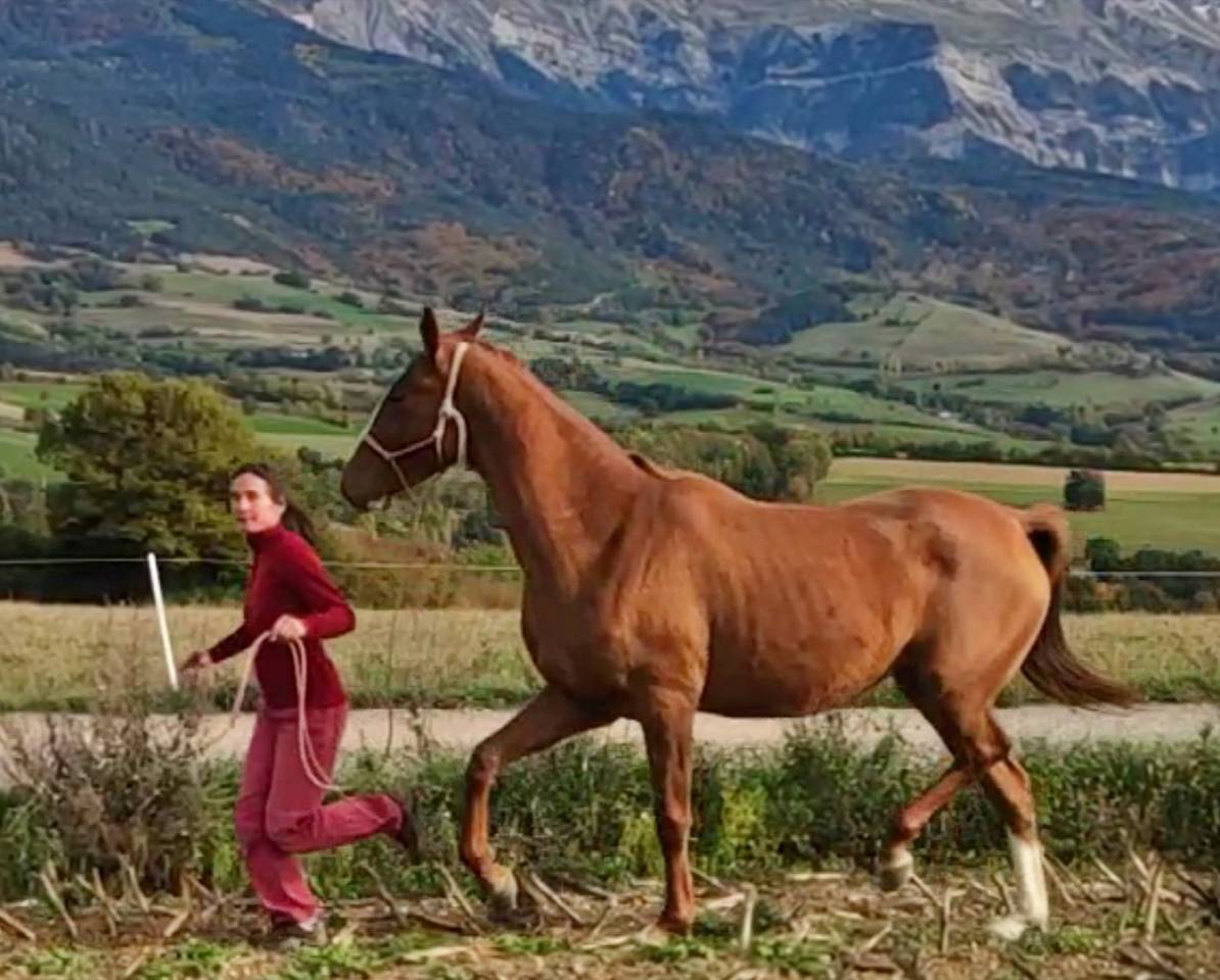 Mare Akhal Teke For sale 2017 Chesnut