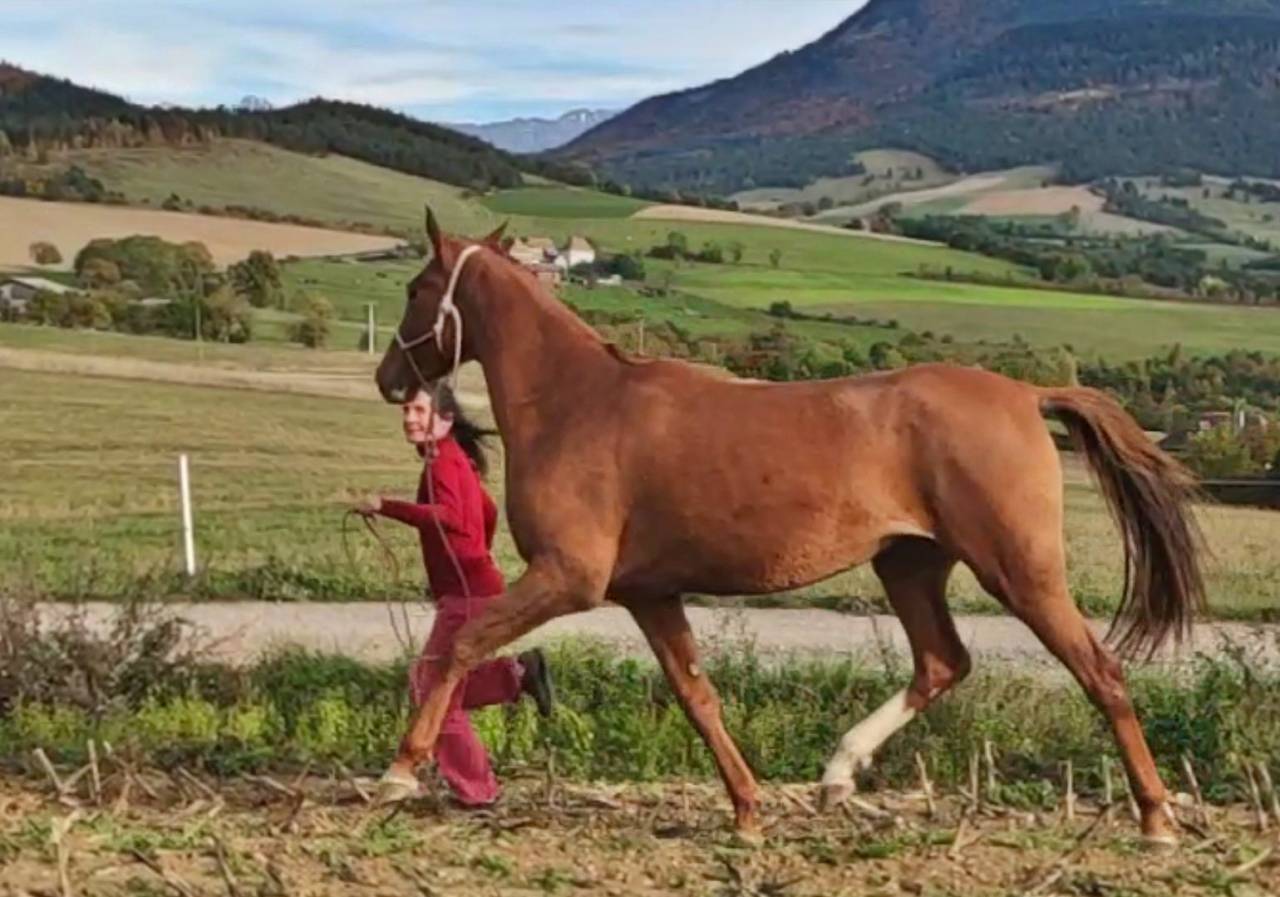 Mare Akhal Teke For sale 2017 Chesnut