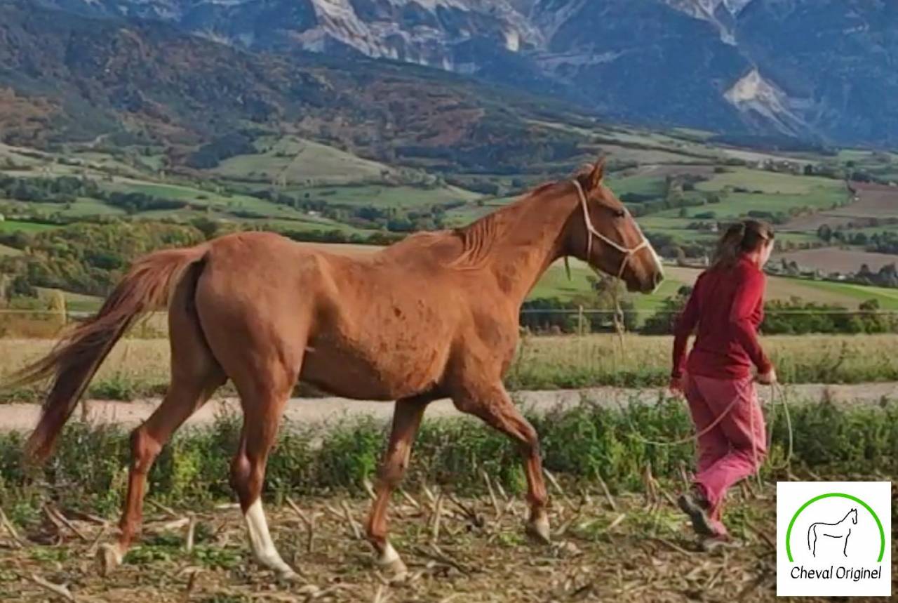 Mare Akhal Teke For sale 2017 Chesnut