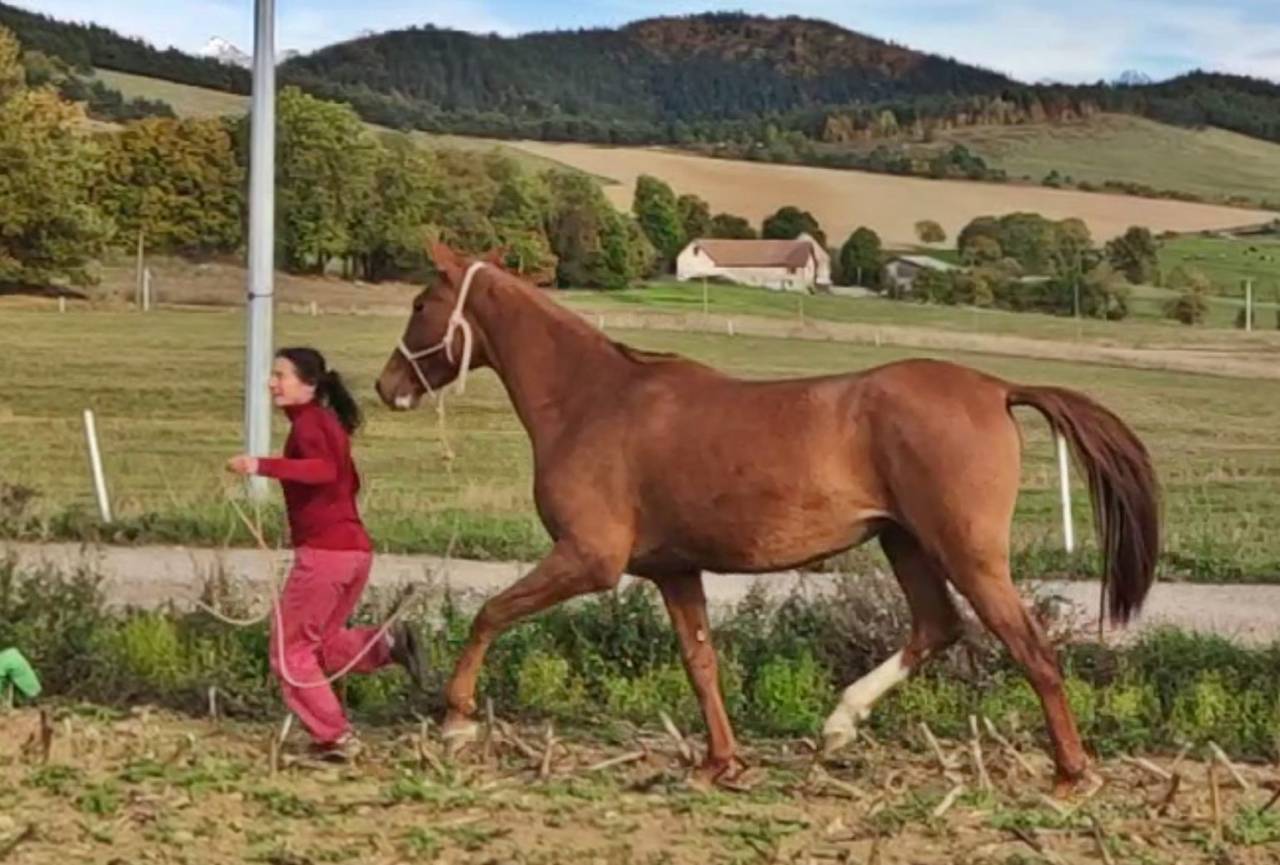 Mare Akhal Teke For sale 2017 Chesnut