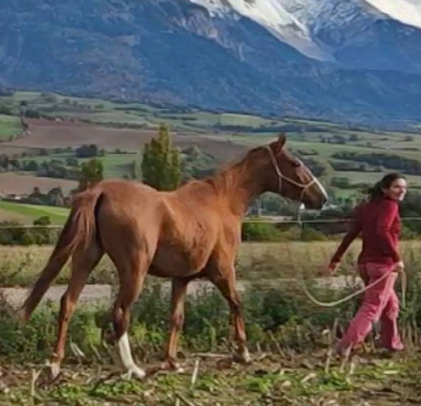 Mare Akhal Teke For sale 2017 Chesnut
