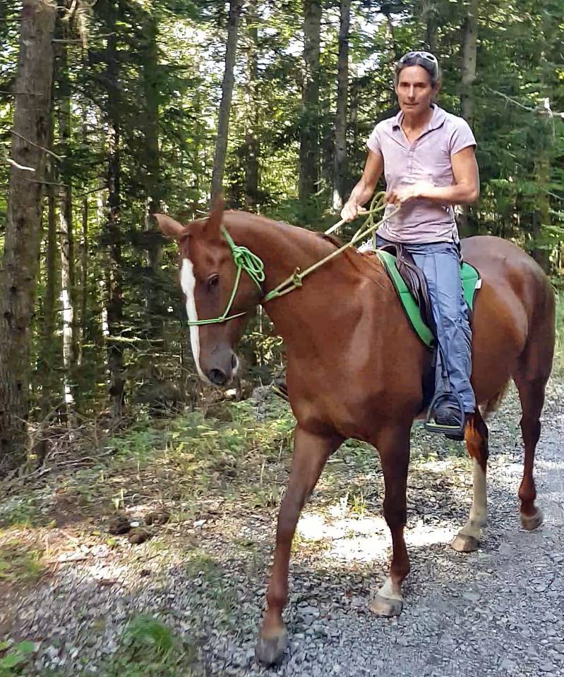 Mare Akhal Teke For sale 2017 Chesnut