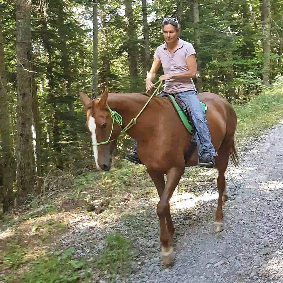 Mare Akhal Teke For sale 2017 Chesnut