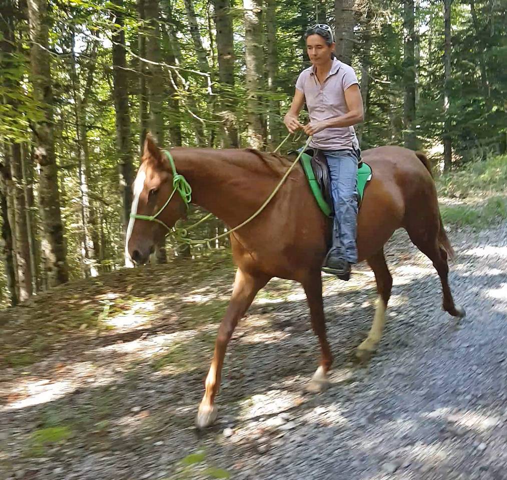 Mare Akhal Teke For sale 2017 Chesnut