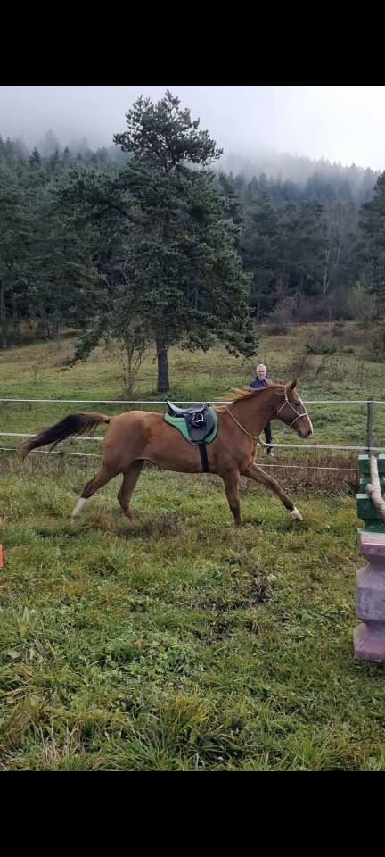 Mare Akhal Teke For sale 2017 Chesnut