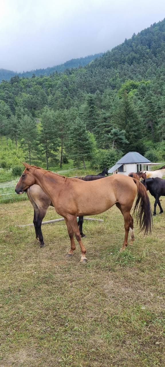 Mare Akhal Teke For sale 2017 Chesnut
