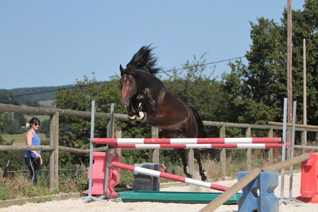 FAUSTO DE LA COMBE - PRE Pure Spanish Bred 2015 by TENORIO DE VERLIN