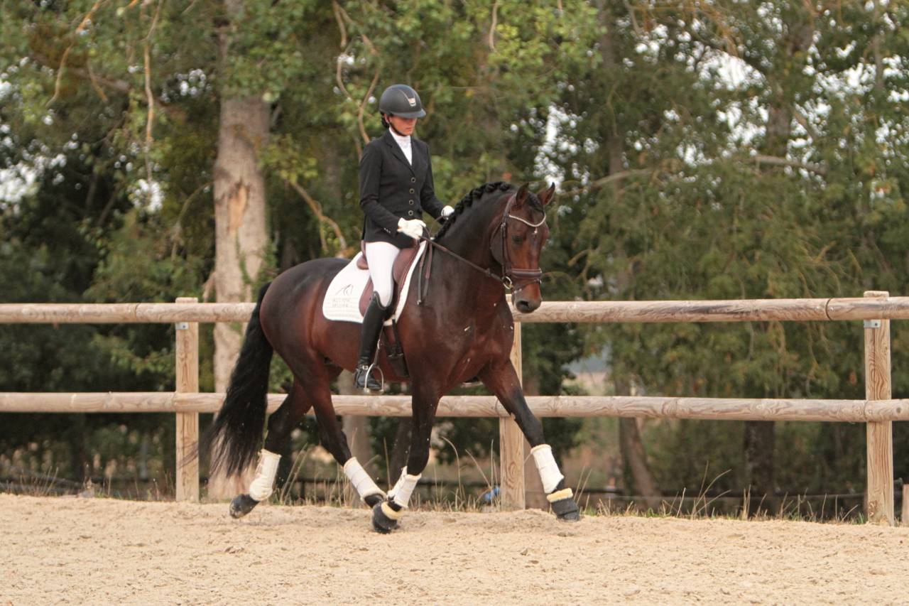 FAUSTO DE LA COMBE - PRE Pure Spanish Bred 2015 by TENORIO DE VERLIN