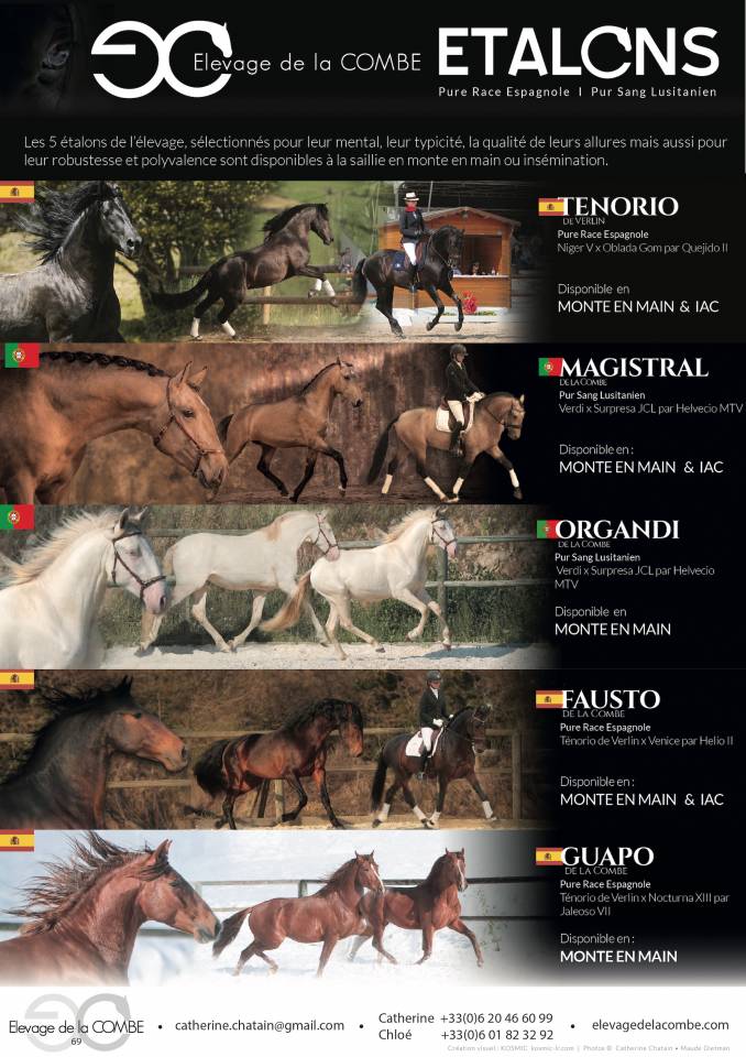 FAUSTO DE LA COMBE - PRE Pure Spanish Bred 2015 by TENORIO DE VERLIN