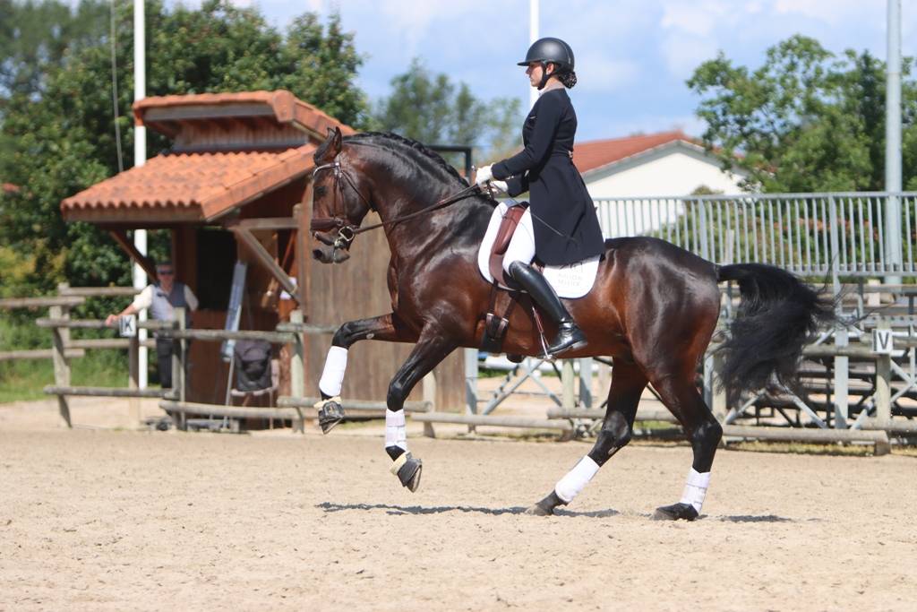 FAUSTO DE LA COMBE - PRE Pure Spanish Bred 2015 by TENORIO DE VERLIN