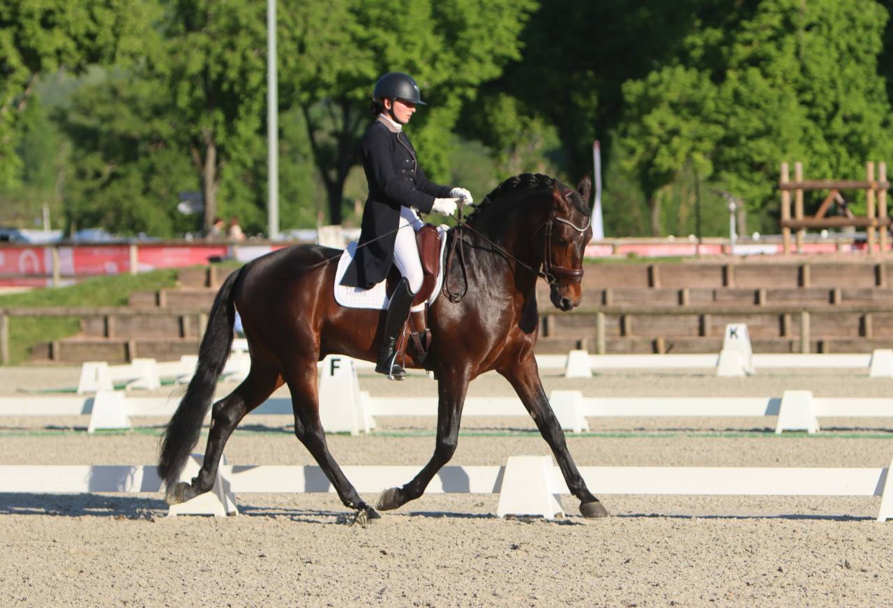 FAUSTO DE LA COMBE - PRE Pure Spanish Bred 2015 by TENORIO DE VERLIN