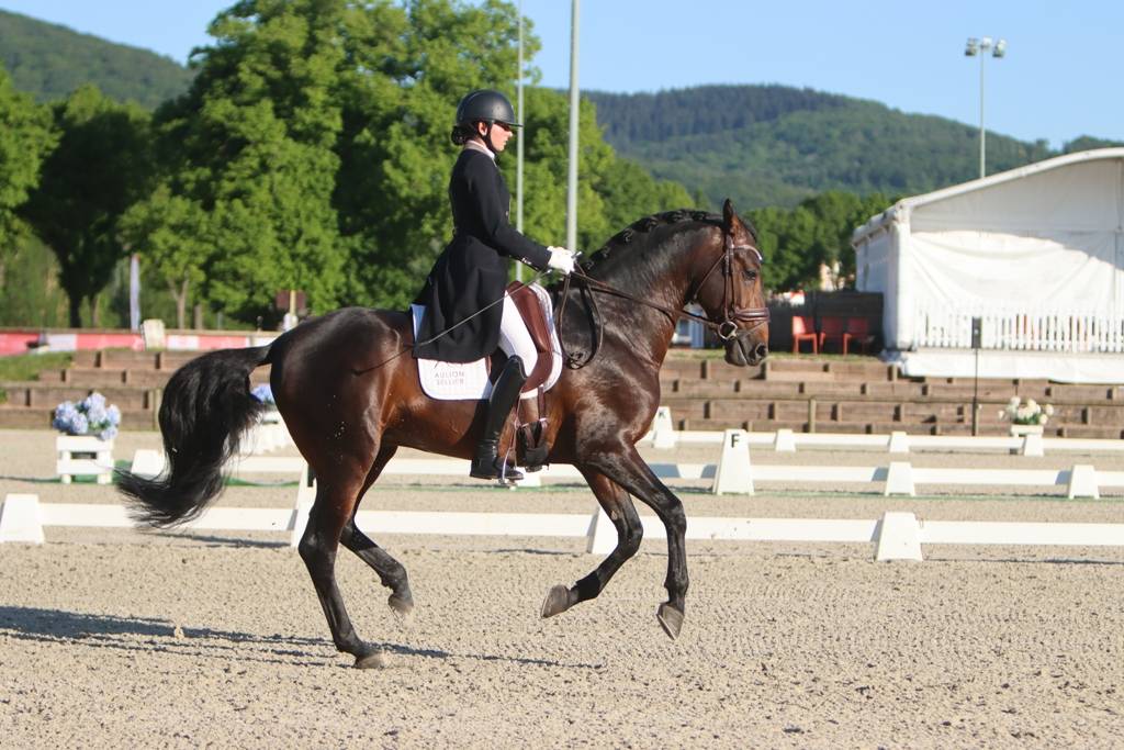 FAUSTO DE LA COMBE - PRE Pure Spanish Bred 2015 by TENORIO DE VERLIN