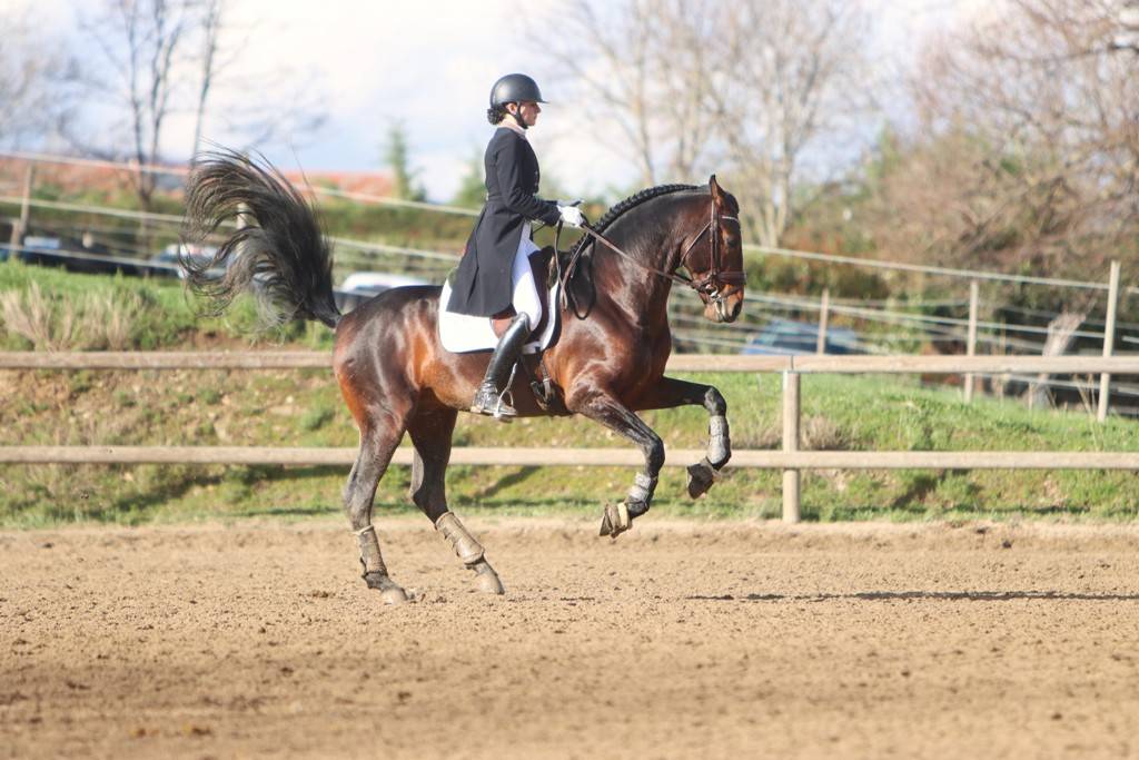 FAUSTO DE LA COMBE - PRE Pure Spanish Bred 2015 by TENORIO DE VERLIN