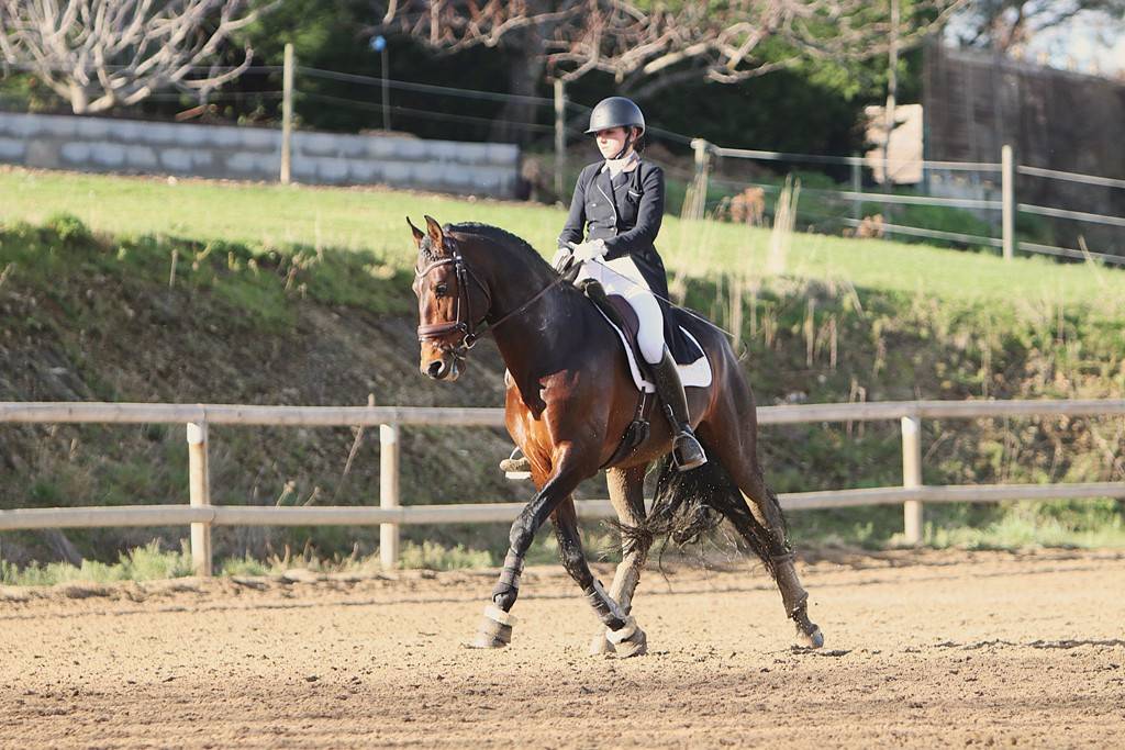 FAUSTO DE LA COMBE - PRE Pure Spanish Bred 2015 by TENORIO DE VERLIN