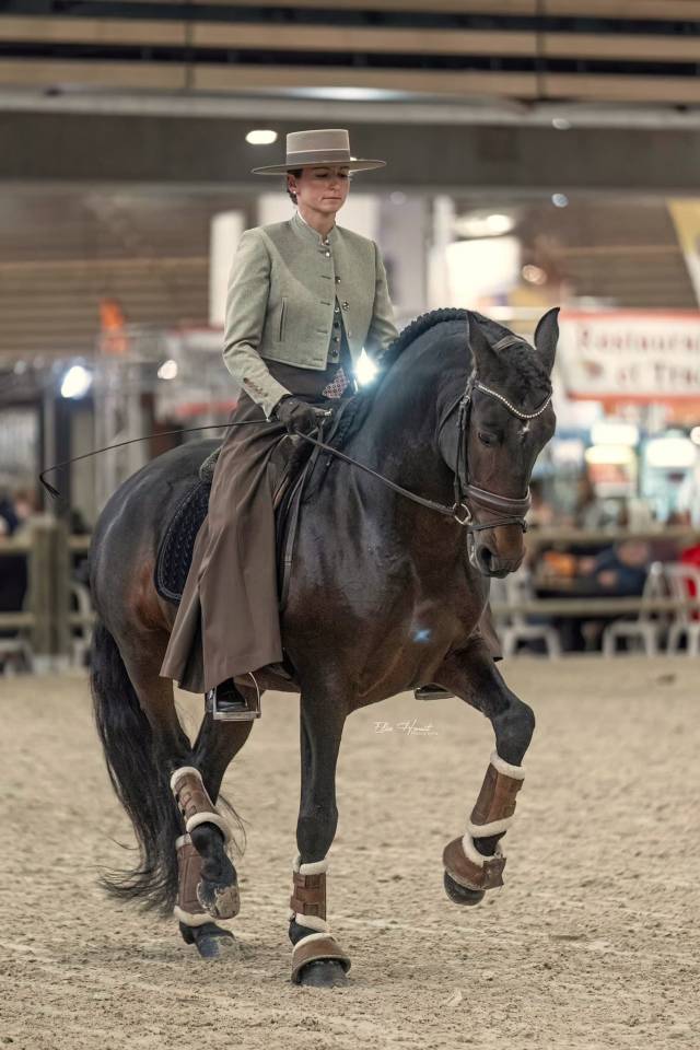 FAUSTO DE LA COMBE - PRE Pure Spanish Bred 2015 by TENORIO DE VERLIN