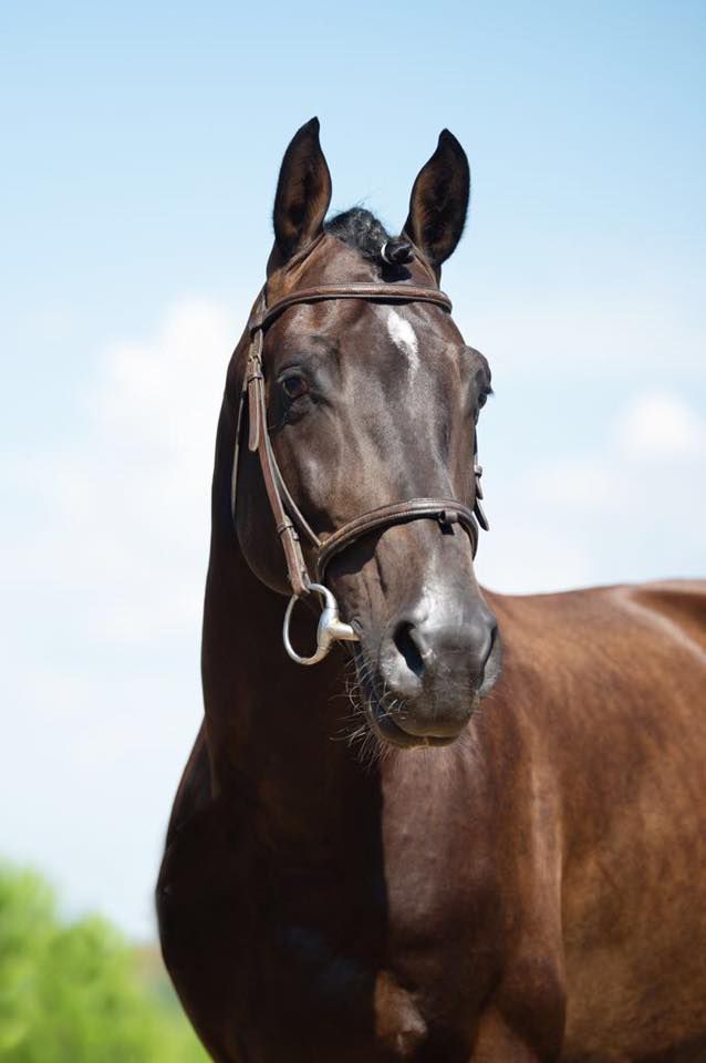 CORTO MALTESSE MSJ - Holsteiner 2012 by CASALL