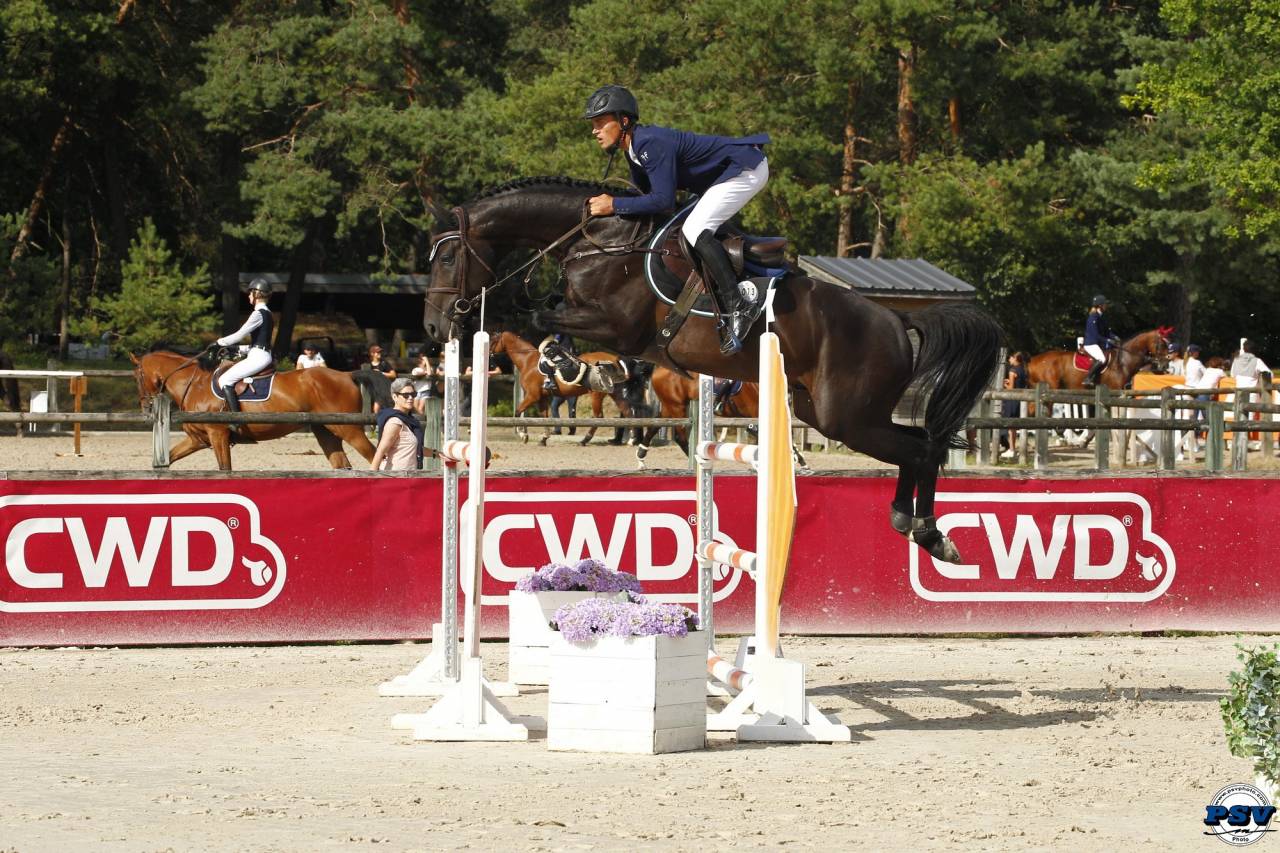 CORTO MALTESSE MSJ - Holsteiner 2012 by CASALL