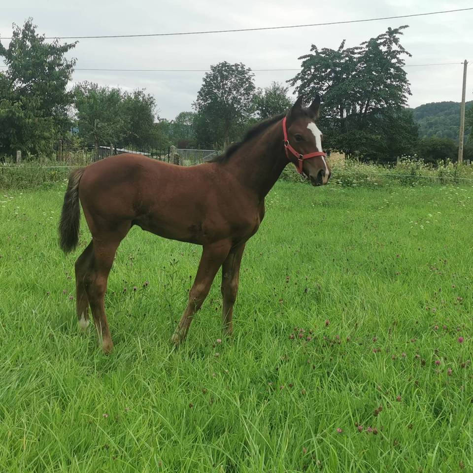 CORTO MALTESSE MSJ - Holsteiner 2012 by CASALL