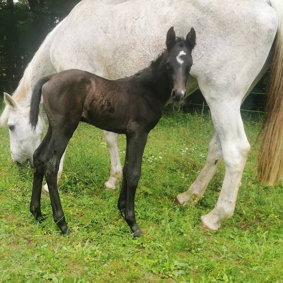 CORTO MALTESSE MSJ - Holsteiner 2012 by CASALL