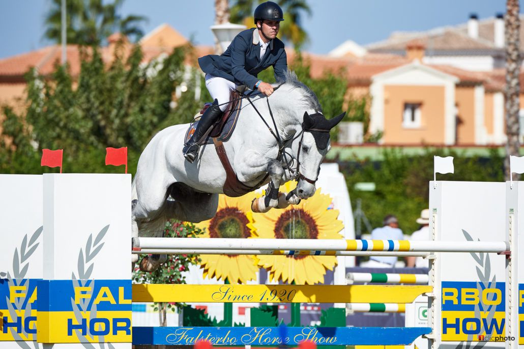 Vingino - KWPN Dutch Warmblood 2002