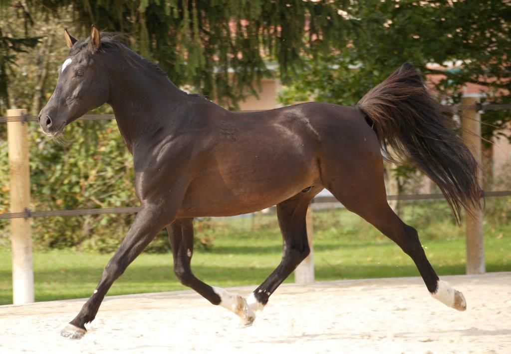 O'BAJAN NABIL P - Shagya Arabian 2000 by 3282 O'BAJAN XVIII-5