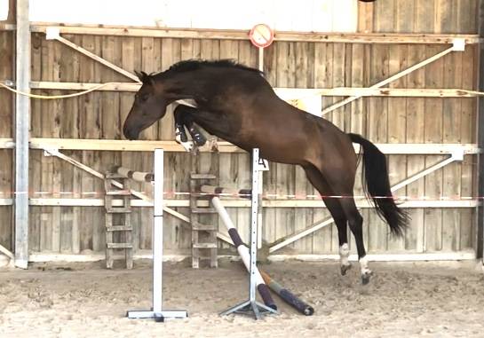 Gelding Selle Français For sale 2018 Bay