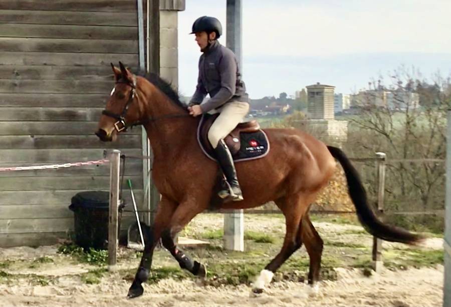 Gelding Selle Français For sale 2018 Bay