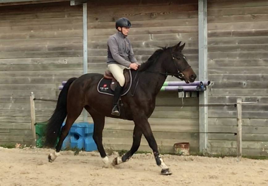 Gelding Selle Français For sale 2018 Bay