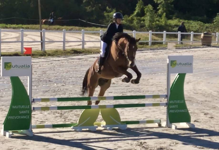 Gelding Selle Français For sale 2018 Bay
