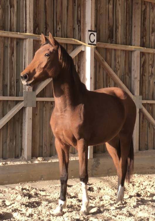 Gelding Selle Français For sale 2018 Bay