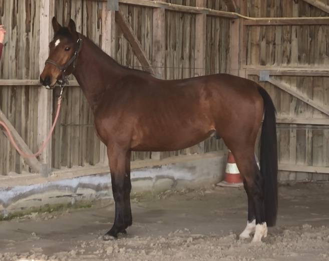 Gelding Selle Français For sale 2018 Bay