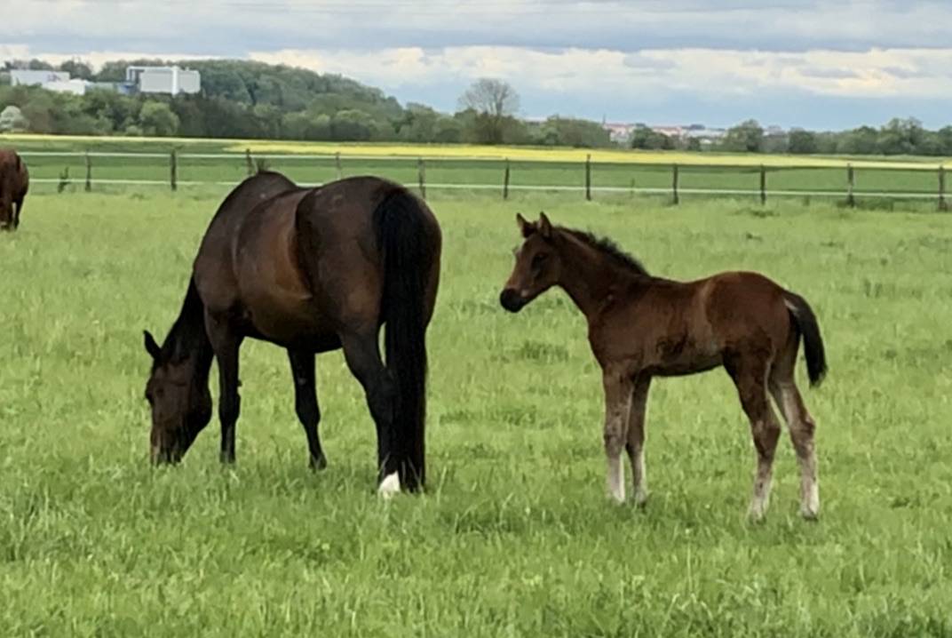 Gelding Selle Français For sale 2018 Bay
