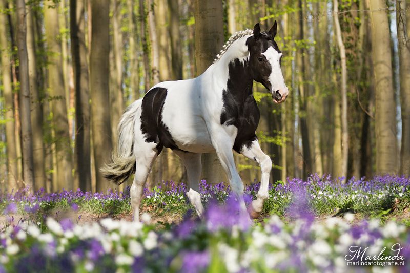 Frison / Barock Pinto - Friesian 2010