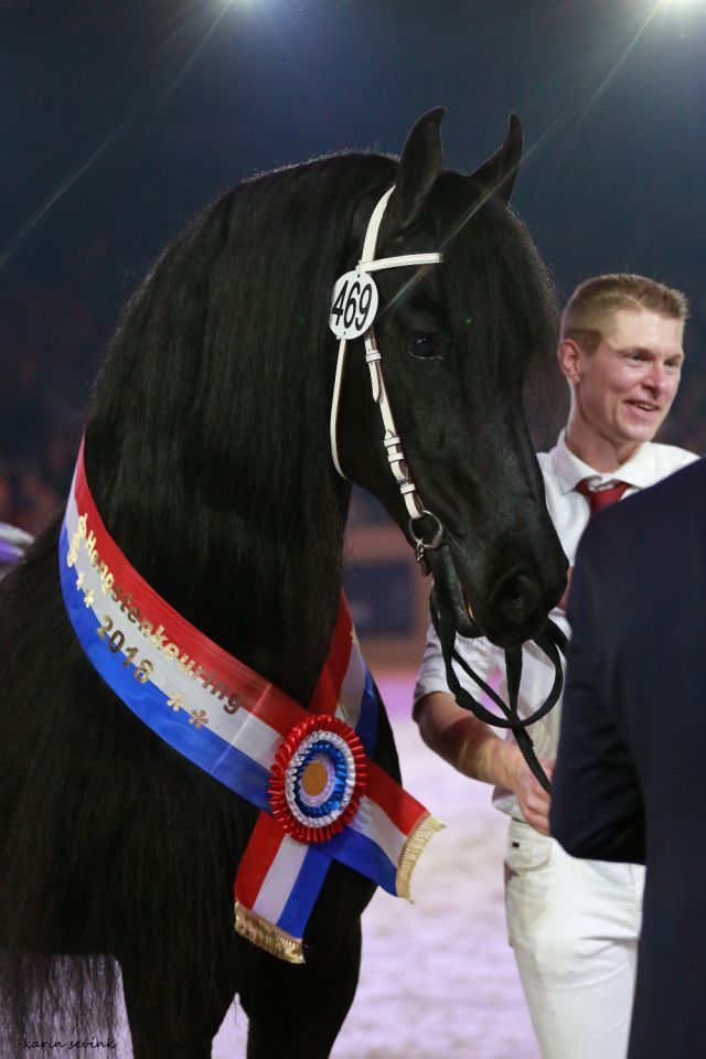 Frison / Barock Pinto - Friesian 2010