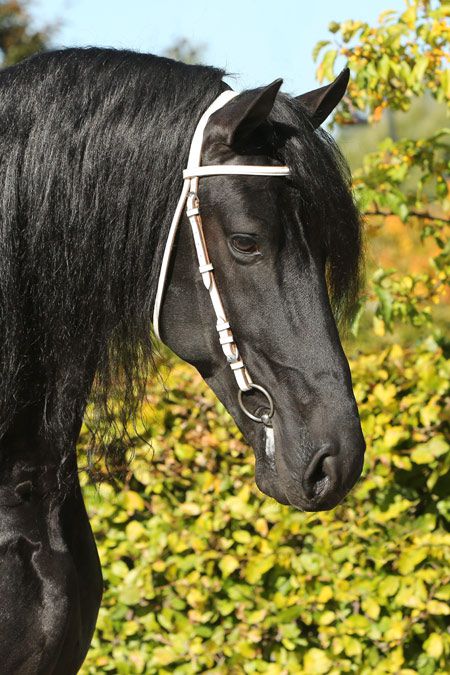 Frison / Barock Pinto - Friesian 2010