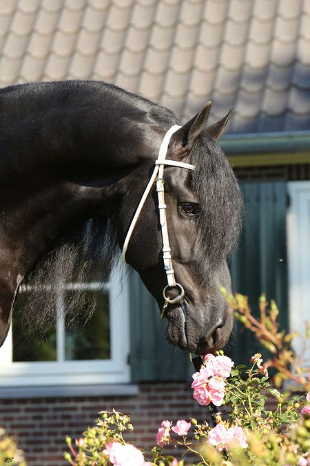 Frison / Barock Pinto - Friesian 2010