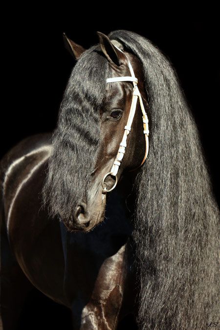 Frison / Barock Pinto - Friesian 2010