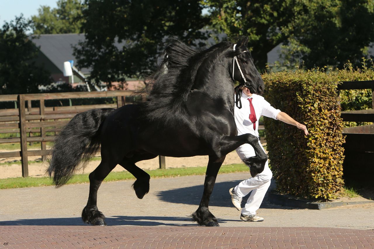 Frison / Barock Pinto - Friesian 2010